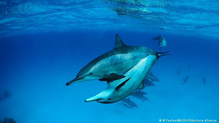 أنواع من الدلافين في البحر الأحمر بمصر