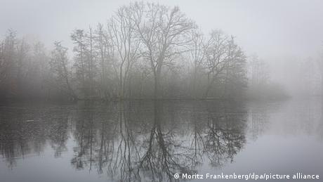 Дерево у воды в тумане