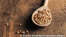 Organic buckwheat on a wooden spoon on a wooden kitchen table with space for text, healthy food concept