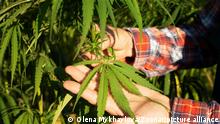 Caucasian male farmer holds industrial hemp stalks in his hand at field sunset time