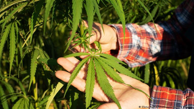 Купить марихуану или гашиш в москве сколько можно выращивать марихуаны в россии