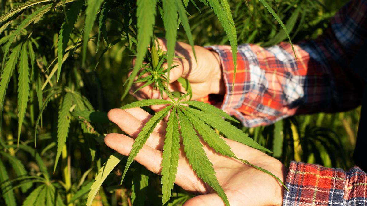 Как добиться легализации марихуаны сколько марихуана в москве