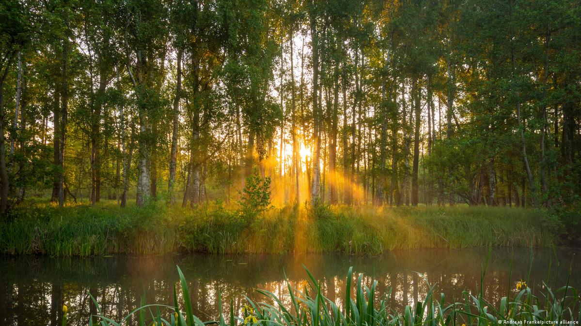 The sun rises on an early June morning over a Spreewald river near Raddusch in Brandenburg, Germany