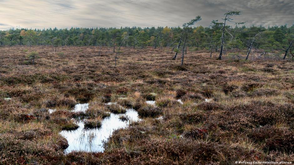 Crna močvara nedaleko od Frankfurta