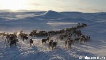 Dünnes Eis - Wenn es in Lappland zu warm wird
11524