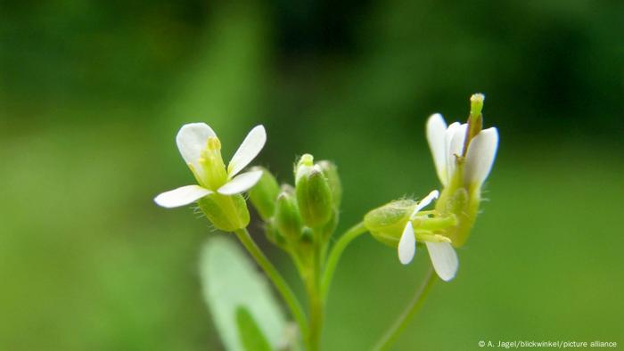 El estudio del genoma del berro, una pequeña hierba en flor, ha permitido comprender mejor las mutaciones del ADN. El estudio del genoma del berro, una pequeña hierba en flor, ha permitido comprender mejor las mutaciones del ADN.