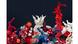 Margaret und Christine Wertheim I Crochet Coral Margaret und Christine Wertheim I Crochet Coral