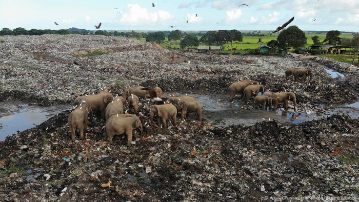 Sri Lanka | Elefanten fressen Plastik auf der Mülldeponie in Pallakkadu