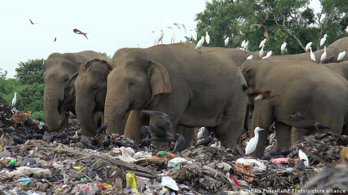 Elefanten fressen Plastik auf der Mülldeponie in Pallakkadu, Sri Lanka
