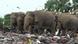 Elefants eating plastic in Sri Lanka