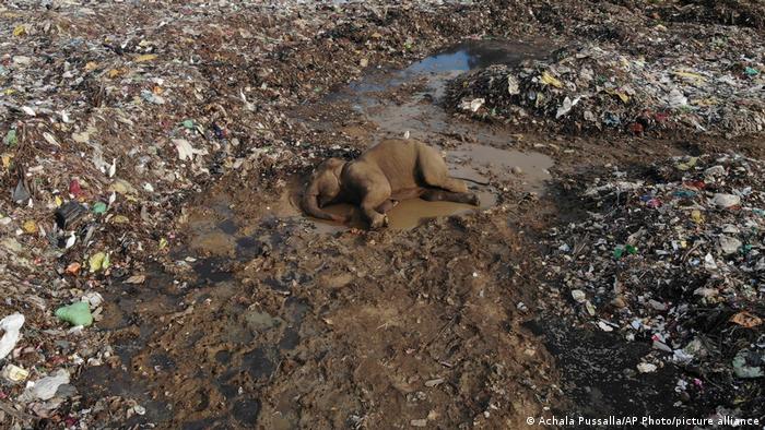 Más de 20 elefantes han muerto en Sri Lanka por haber consumido residuos plásticos provenientes del vertedero.