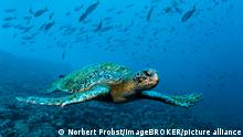 Grüne Meeresschildkröte, Suppenschildkröte (Chelonia mydas), schwimmt über Riff mit Fischschwarm, Punta Cormorant, Insel Floreana, Galapagos-Archipel, UNESCO Weltnaturerbe, Ecuador, Pazifik, Südamerika