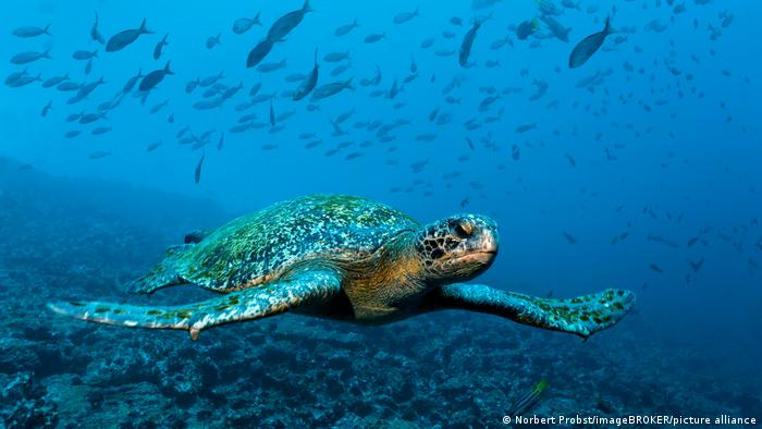 Especies como las tortugas de las Galapagos también están en peligro de extinguirse