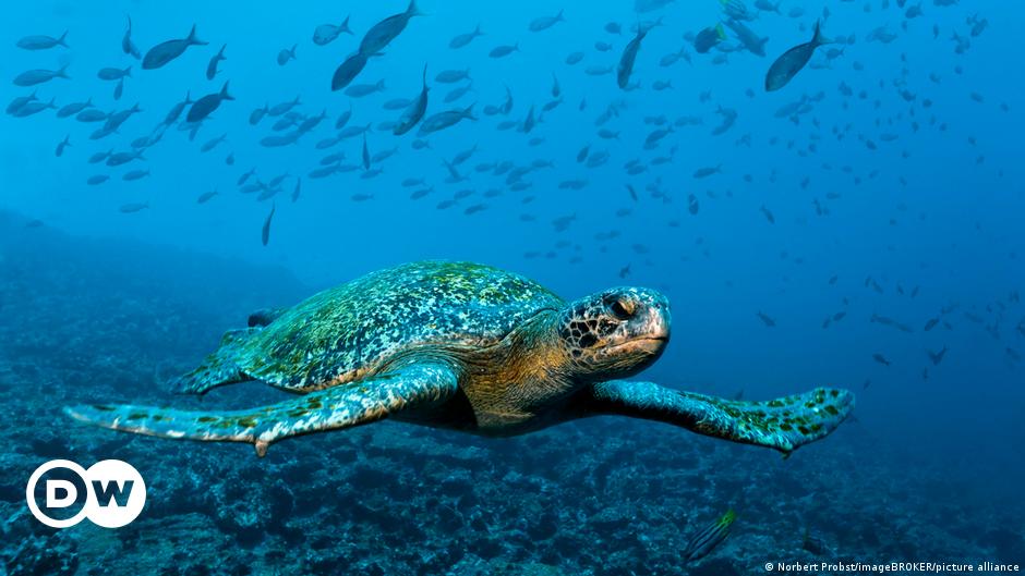 Meeresschutzgebiet um Galapagos-Inseln vergrößert