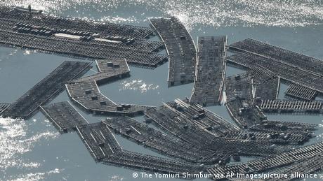 An aerial view of rafts of farmed oysters in Japan carried out to sea due to a tsunami