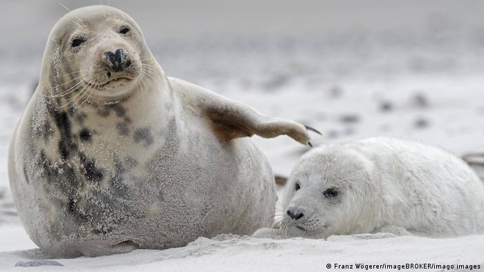Long-faced seals, Heligoland