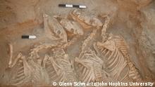 Before horses, ass hybrids were bred for warfare
Before the introduction of the domestic horse in Mesopotamia, valuable equids were being harnessed to ceremonial or military four wheeled wagons and used as royal gifts, but their true nature remained unknown.
Equid burial from Umm el-Marra, Syria.