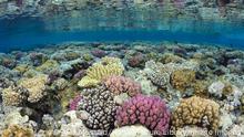Shallow coral reef flat with corals (Pocillopora damicornis, Acropora humilis and Pocillopora verrucosa) in evening light. Gordon Reef, Strait of Tiran, Sinai, Egypt. Gulf of Aqaba, Red Sea. PUBLICATIONxINxGERxSUIxAUTxONLY 1472293 AlexxxMustard
Shallow Coral Reef Flat With corals Pocillopora Acropora humilis and Pocillopora Verrucosa in evening Light Gordon Reef Strait of TIRAN Sinai Egypt GULF of Aqaba Red Sea PUBLICATIONxINxGERxSUIxAUTxONLY 1472293 AlexxxMustard