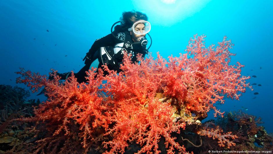 Koralni grebeni su jedan od ekosistema s najvećim biodiverzitetom na svetu