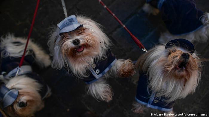 Happy dogs on the day of Saint Anthony 