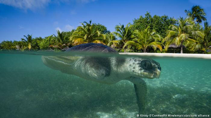 A turtle in front of a coast with palm trees