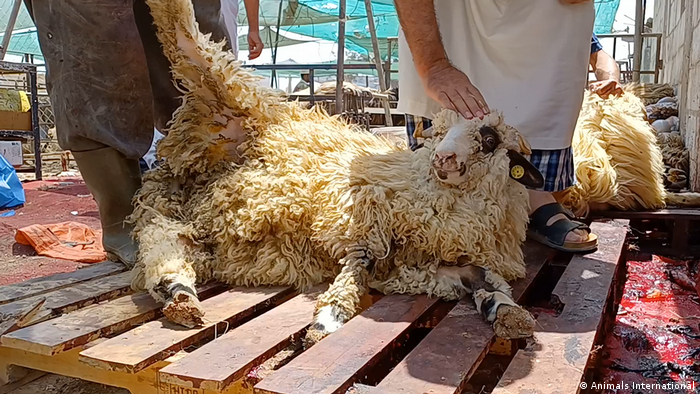A sheep lying on a pallet about to be slaughtered
