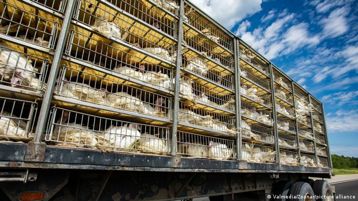 Live turkeys in cages stacked up on the back of a truck