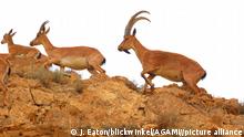 Bezoarziege, Bezoar-Ziege (Capra aegagrus), Gruppe auf einem Felsen, Iran, Touran | wild goat (Capra aegagrus), group on a rock, Iran, Touran
