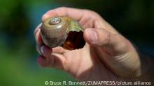 June 28, 2018 - Florida, U.S. - Florida Fish and Wildlife Conservation Commission Snail Kite Conservation Coordinator Tyler Beck holds the shell of an exotic snail in Rotenberger Wildlife Management Area Wednesday, June 27, 2018. ''Traditionally snail kites ate Florida apple snails: 99% of their diet consisted of that,'' he said. ''We have had a decline in Florida apple snails and thus a decline in snail kites. In recent years, we have had the introduction of some exotic apple snails from South America. They make up a large portion of the snail kite diet now and help boost the recovery of the snail kite population. These snails grow to a larger size, are more reproductive, and are more tolerant of habitat conditions like water levels and nutrient conditions in the water