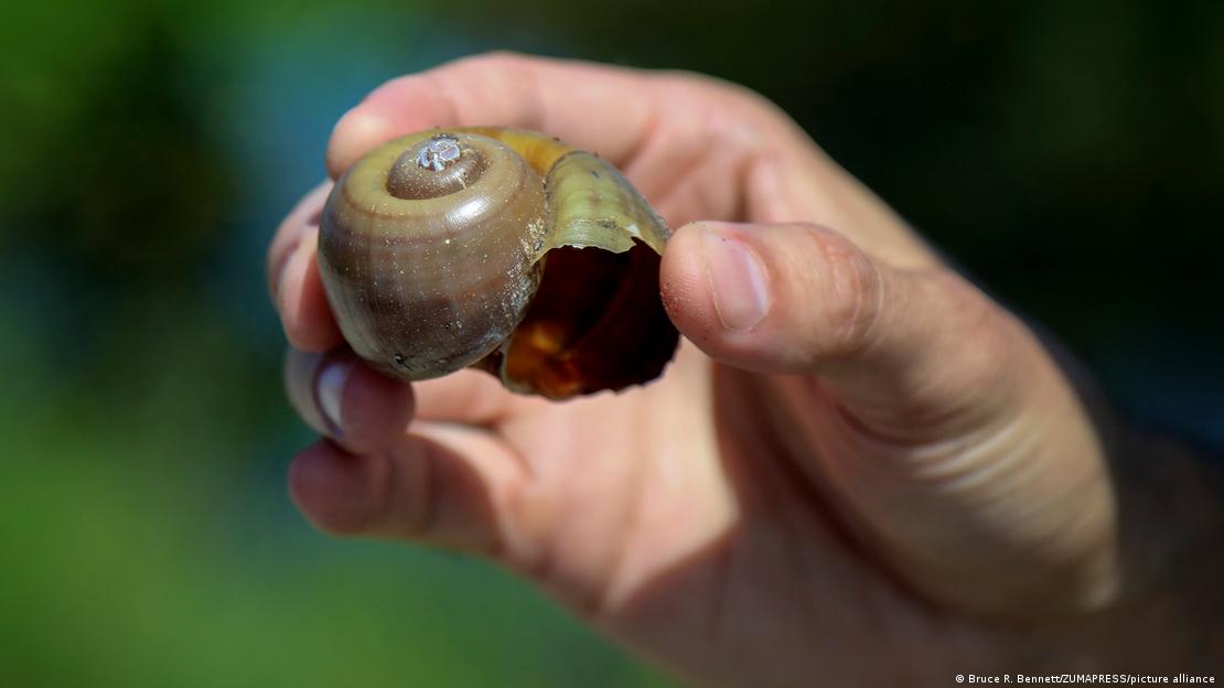 امریکہ میں پایا جانے والا سیب کا گھونگا