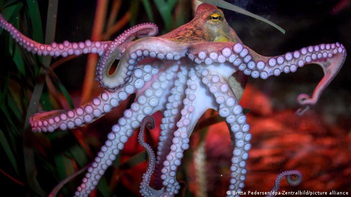 Oktopus Manfred in seinem Becken in einem Berliner Aquarium