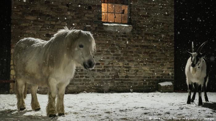 Ein Pony und eine Ziege stehen auf einer schneebedeckten Wiese vor einem Stall