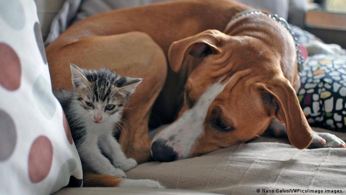 Ein kleines Kätzchen und ein Hund kuscheln zusammen auf einem Sofa