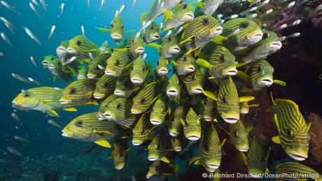 Ein Schwarm von Goldstreifen-Suesslippen im Meer