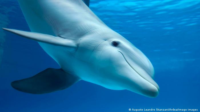 A dolphin underwater