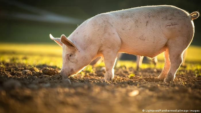 A pig rooting in a muddy field