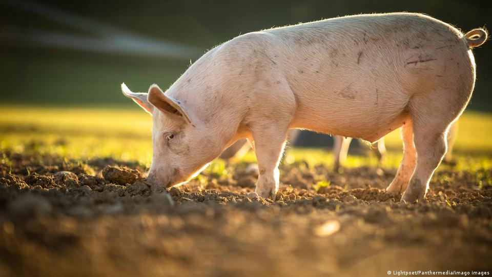 Germany plans new animal welfare label – DW – 06/09/2022