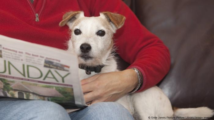 A terrier looking at a newspaper on its owner's lap