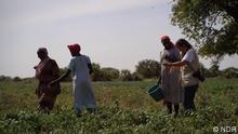 Sudan / Demokratie / NDR
Trainingsprogramm Anbau von Gemüse
