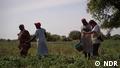 Global 3000 Thumbnail Sudan Trainingsprogramm Anbau von Gemüse