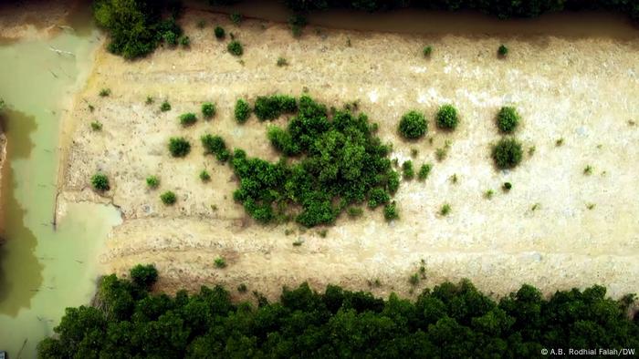 Pemandangan udara dari sisa pepohonan di pesisir pantai di Indonesia