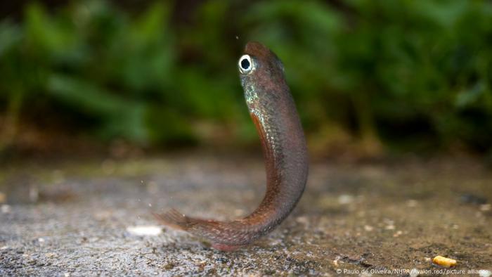 Algunas especies de killifish están acostumbradas a vivir en aguas muy contaminadas.