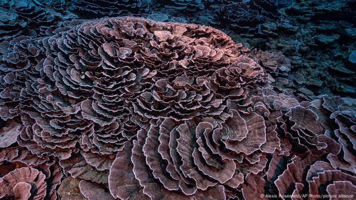 Rose-shaped corals in the South Pacific
