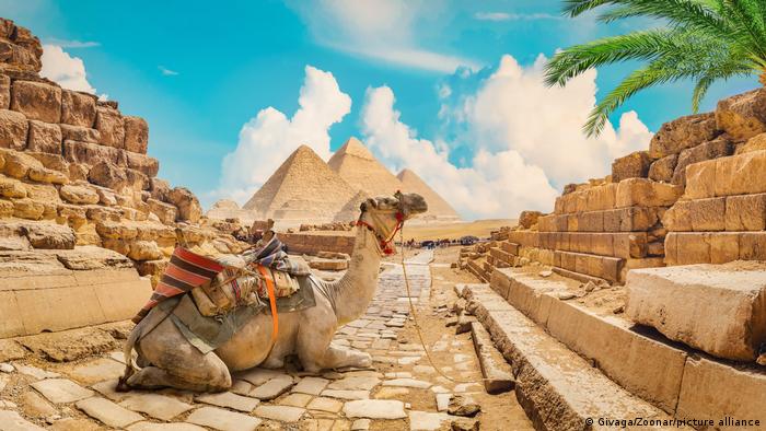 Camel near pyramids in hot desert of Egypt.