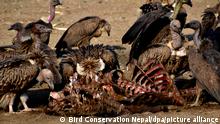 The Nepalese vulture restaurant bringing the bird back from the brink