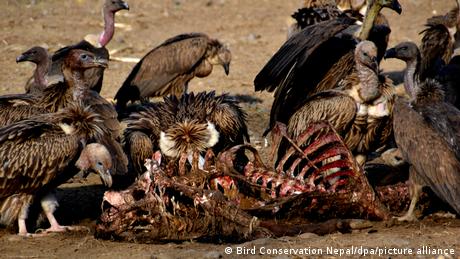 Vultures feeding on meat in Nepal 