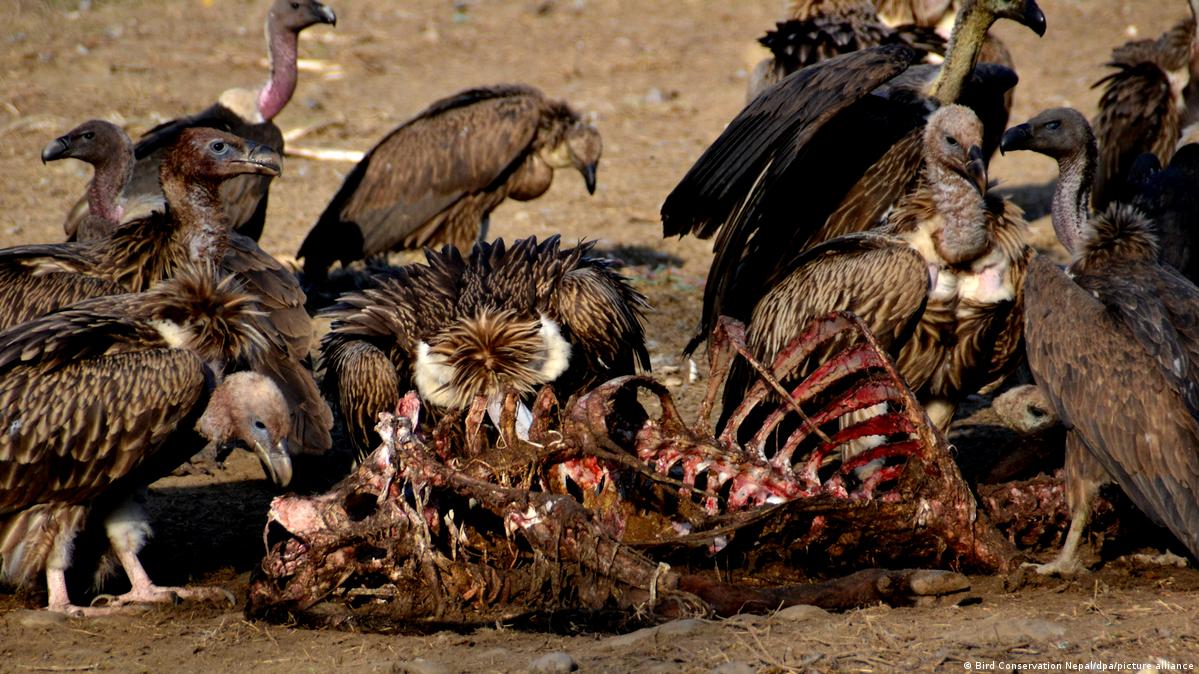 Nepal's vulture restaurants – DW – 01/31/2022