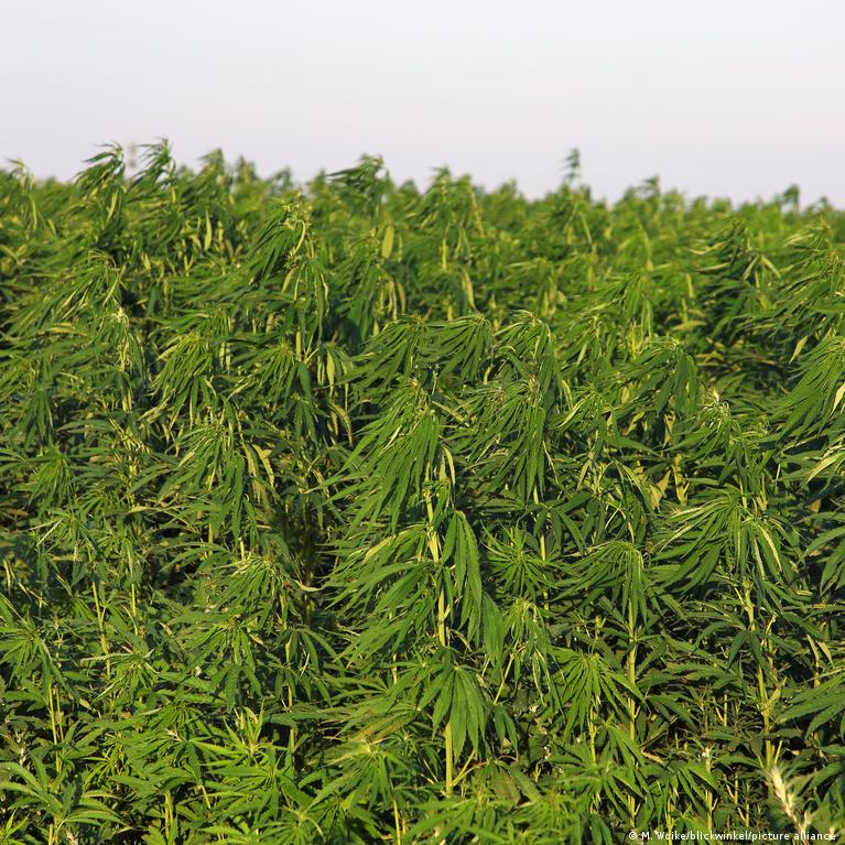 World Cannabis Day: A brief cultural history of hemp – DW – 04/20/2022