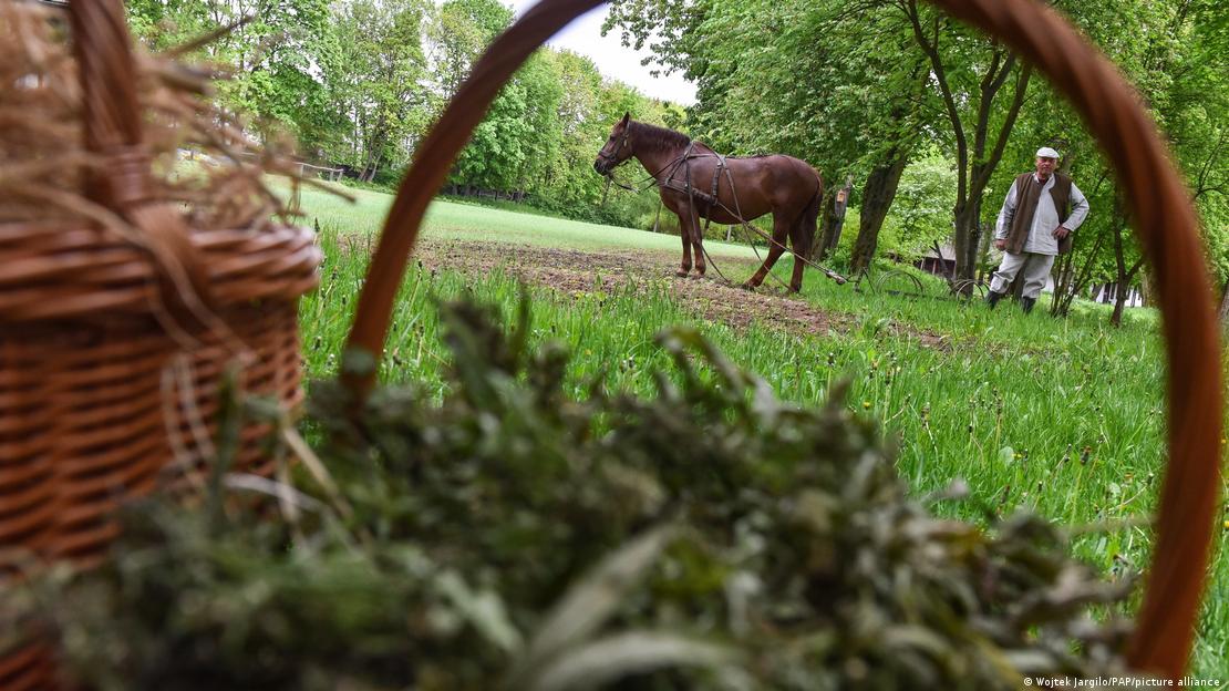 Plantação de cânabis na Polônia, com homem e cavalo ao fundo