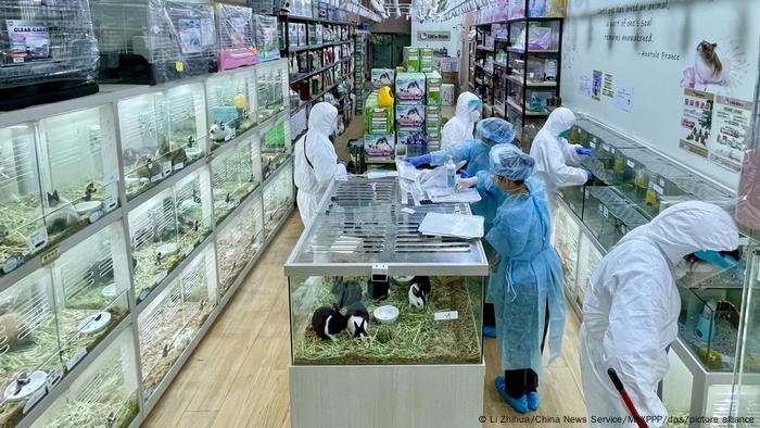 Miembros del personal del Departamento de Salud de Hong Kong recogen muestras ambientales en una tienda de mascotas el 19 de enero de 2022 en Hong Kong.